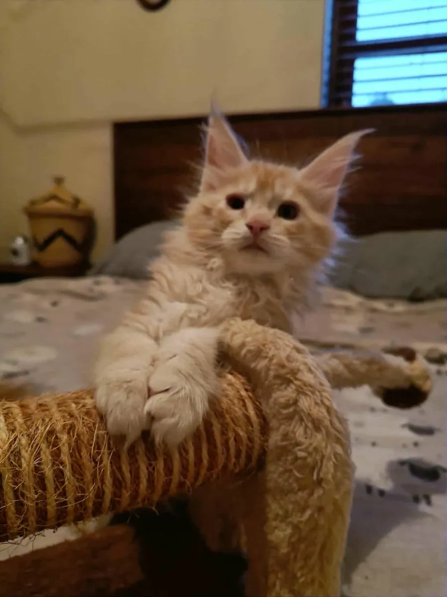 Maine Coon kitten girl Desiree for sale - Image 1