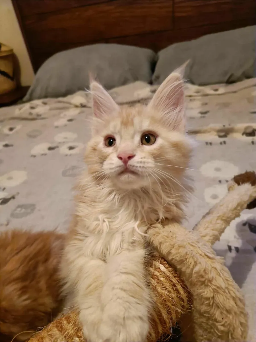 Maine Coon kitten girl Desiree for sale - Image 2