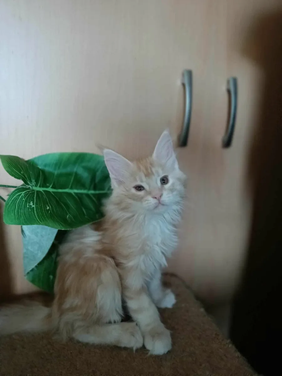 Maine Coon kitten girl Desiree for sale - Image 3