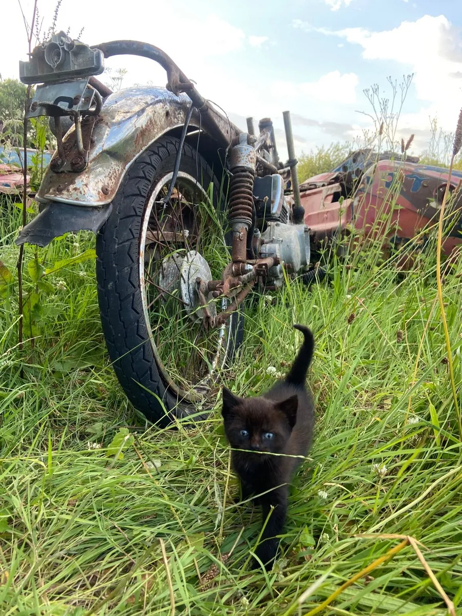 Kittens - Image 1