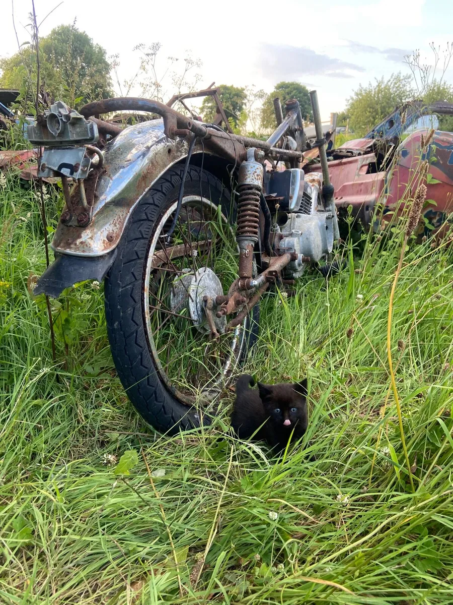 Kittens - Image 3