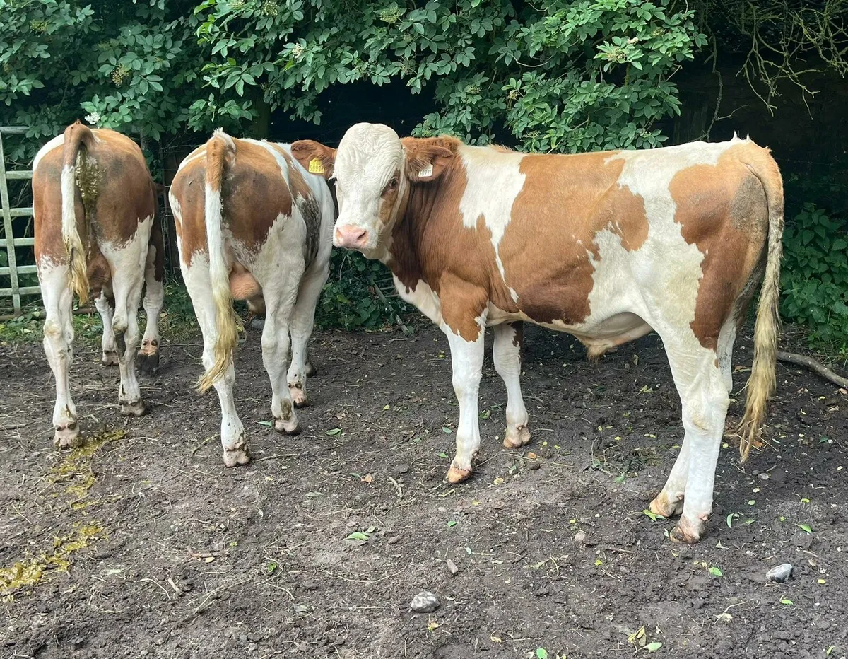 Nine store bulls - Image 1