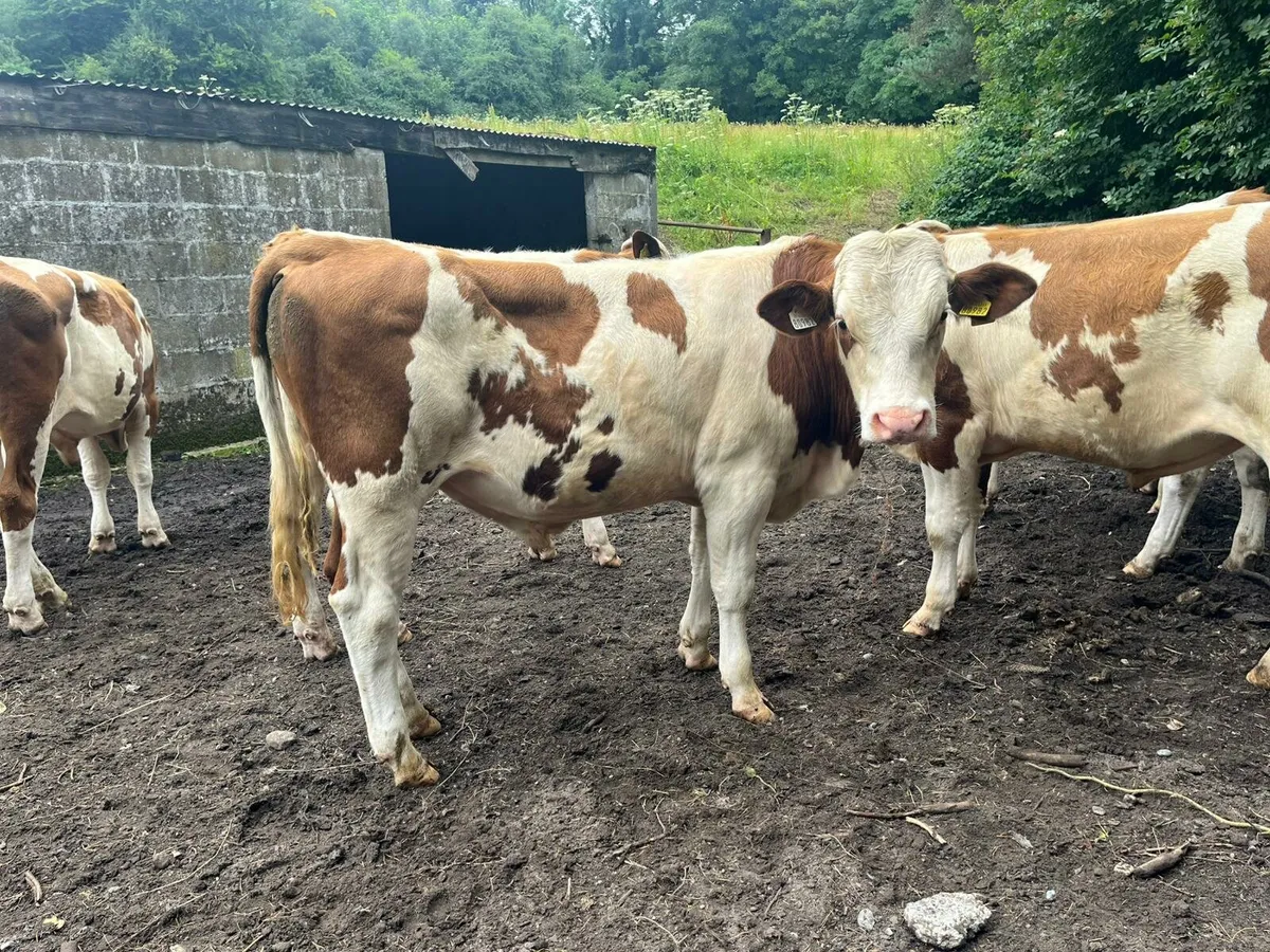 Nine store bulls - Image 2
