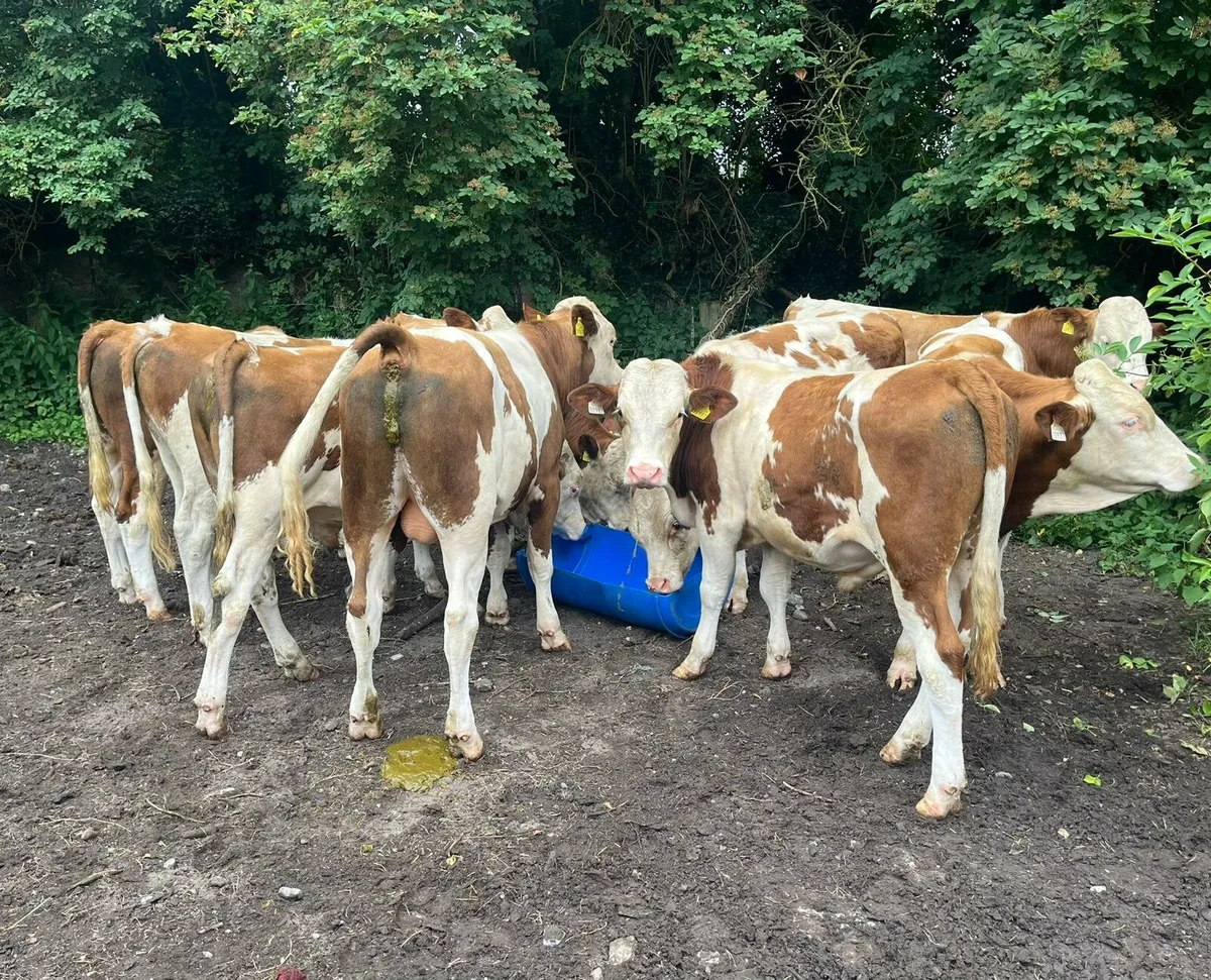 Nine store bulls - Image 3