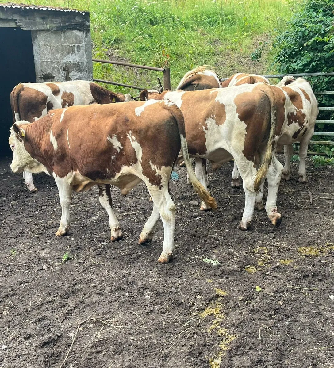 Nine store bulls - Image 4