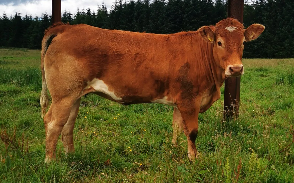 3 super breeders - Image 1