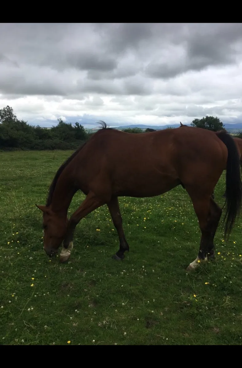 Horse - Image 1