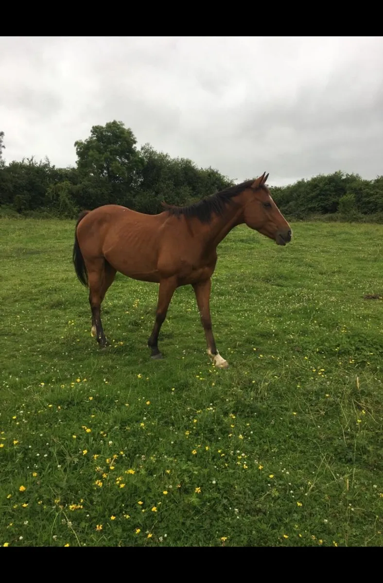 Horse - Image 2