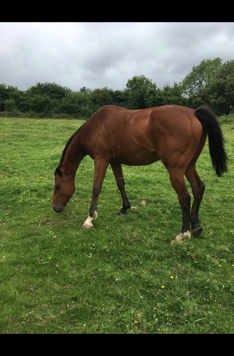 Horse - Image 3