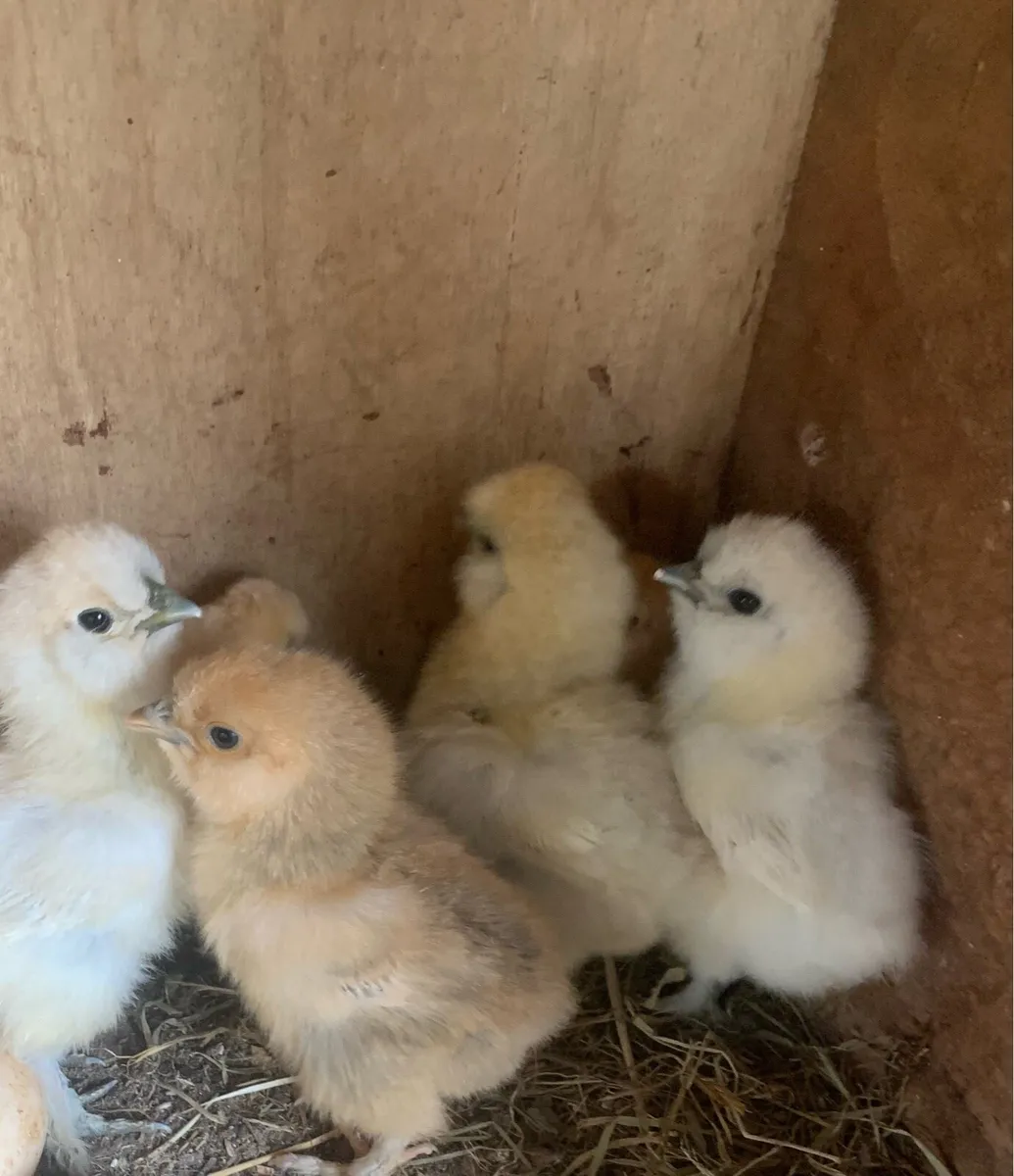 Silkie chicks - Image 1