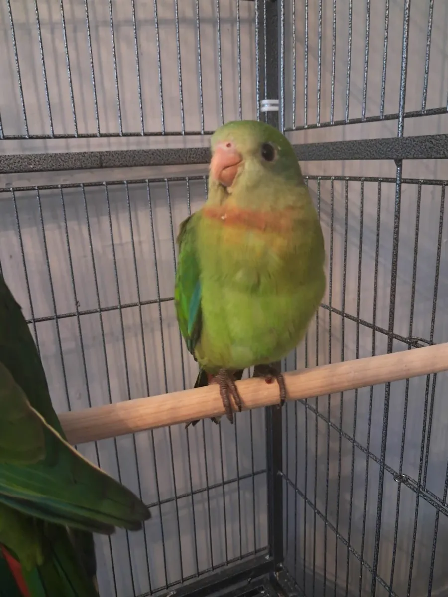 BARRABAND PARROTs - Image 1