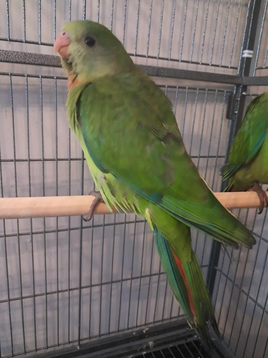 BARRABAND PARROTs - Image 2