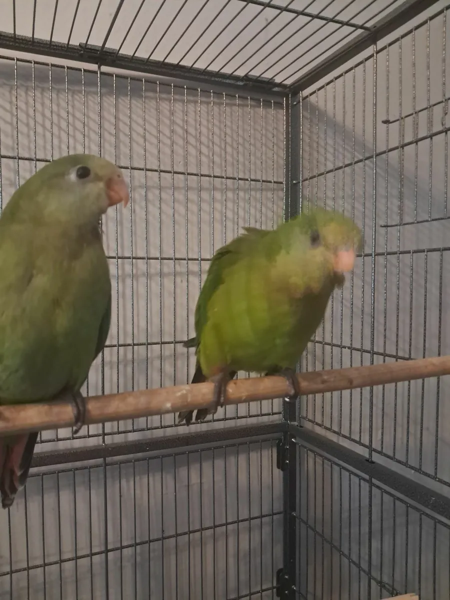 BARRABAND PARROTs - Image 3