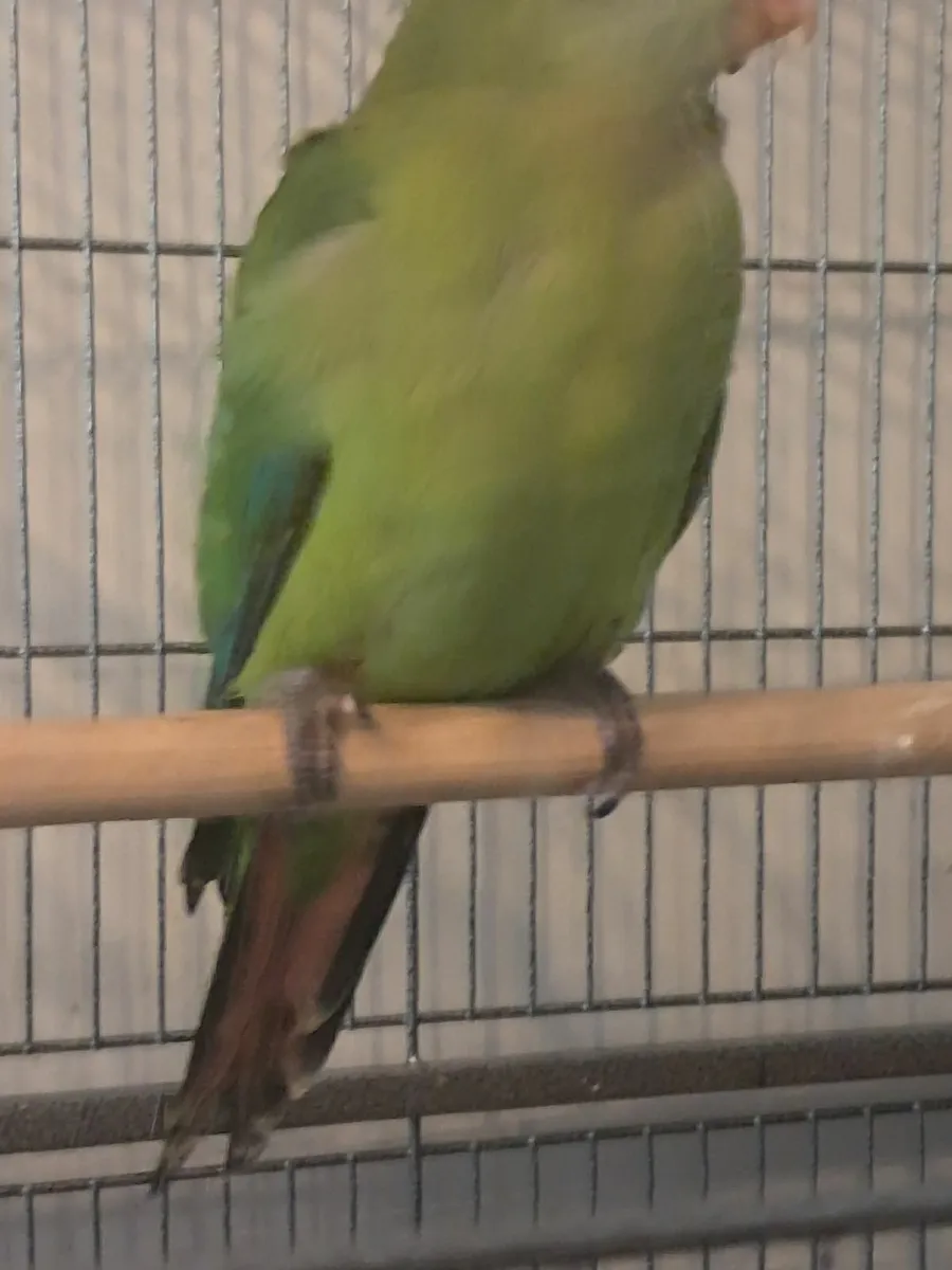 BARRABAND PARROTs - Image 4