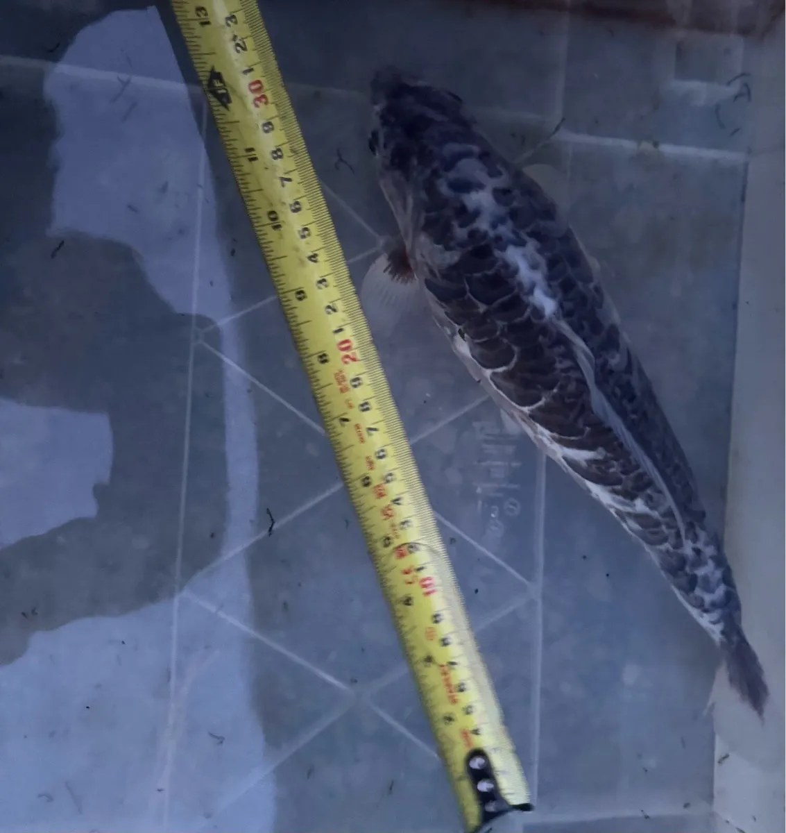 KOI FISH - Image 1