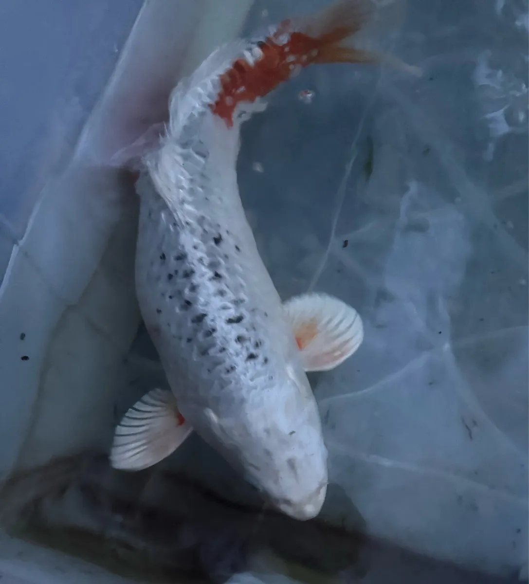 KOI FISH - Image 3