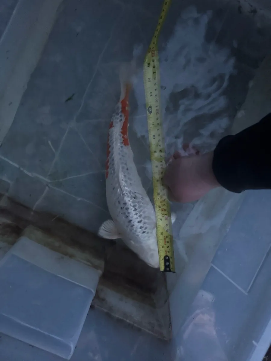 KOI FISH - Image 4