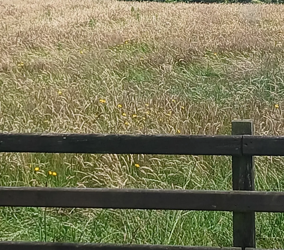 2 acres of meadow for sale