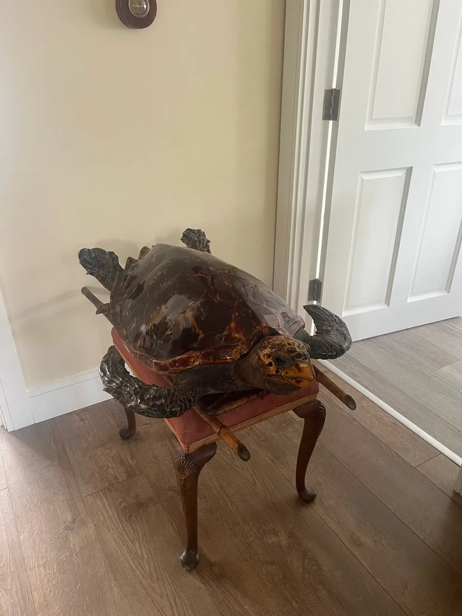 Antique Rare Large Taxidermy Hawksbill Sea Turtle - Image 1