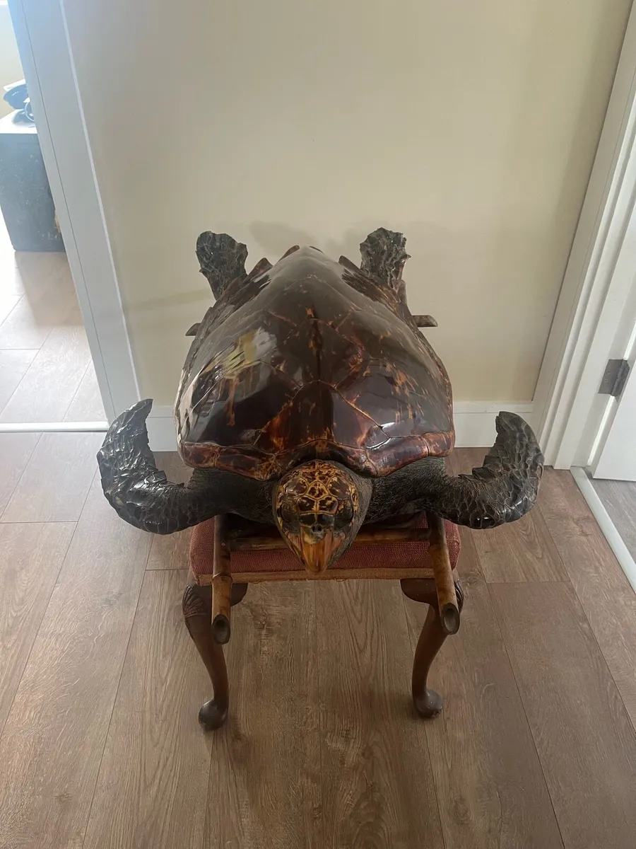 Antique Rare Large Taxidermy Hawksbill Sea Turtle - Image 2