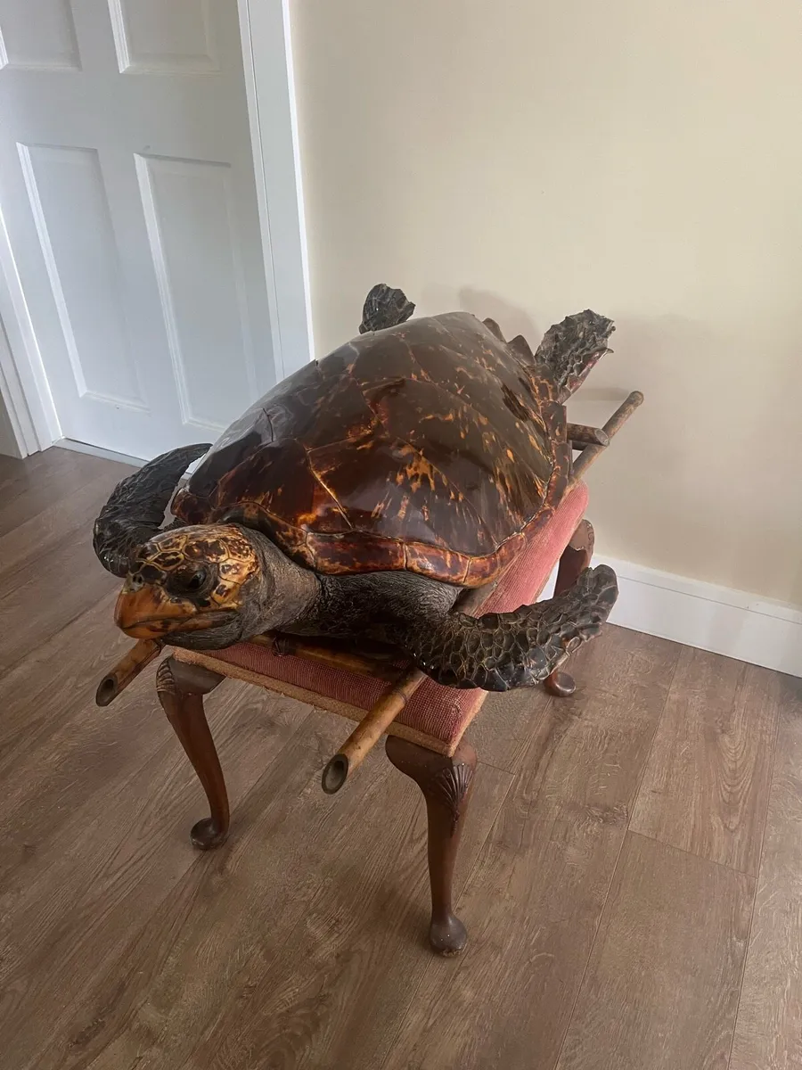 Antique Rare Large Taxidermy Hawksbill Sea Turtle - Image 3