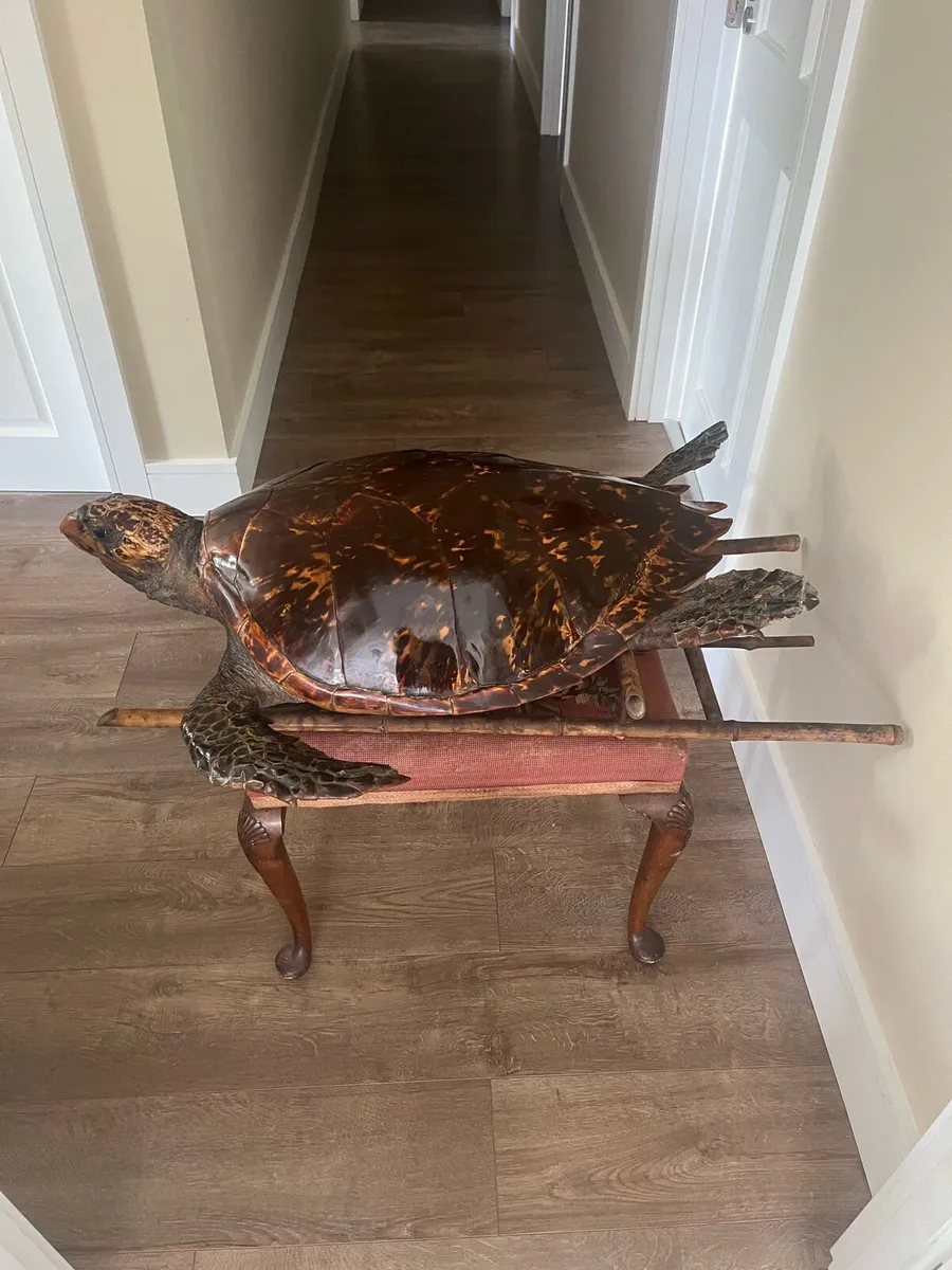 Antique Rare Large Taxidermy Hawksbill Sea Turtle - Image 4