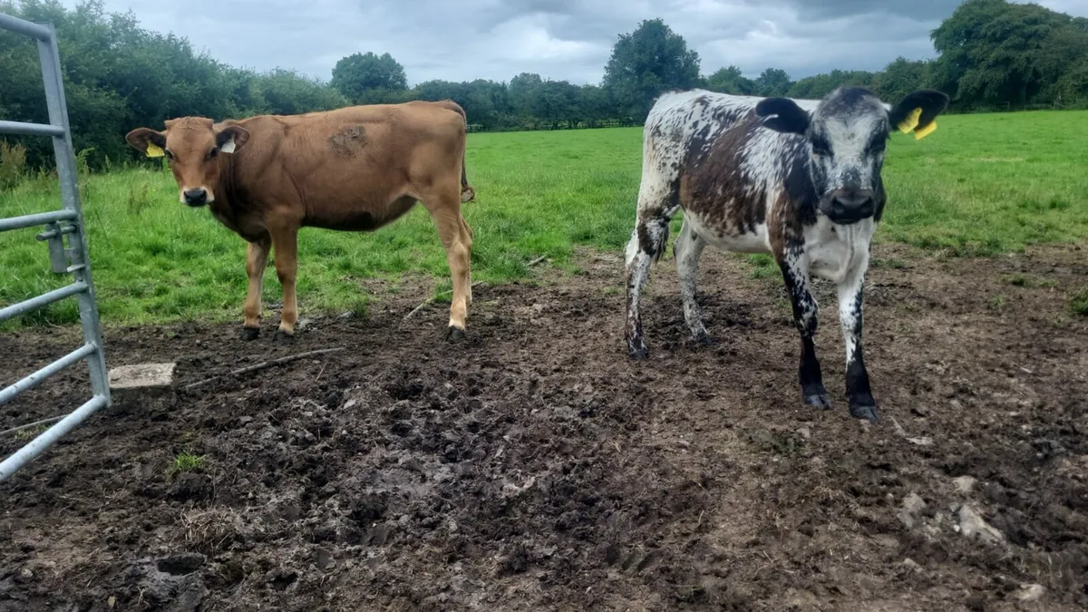 X2 weanlings - Image 1