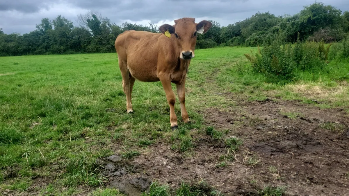X2 weanlings - Image 3