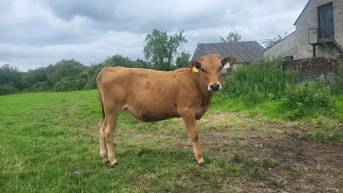 X2 weanlings - Image 4
