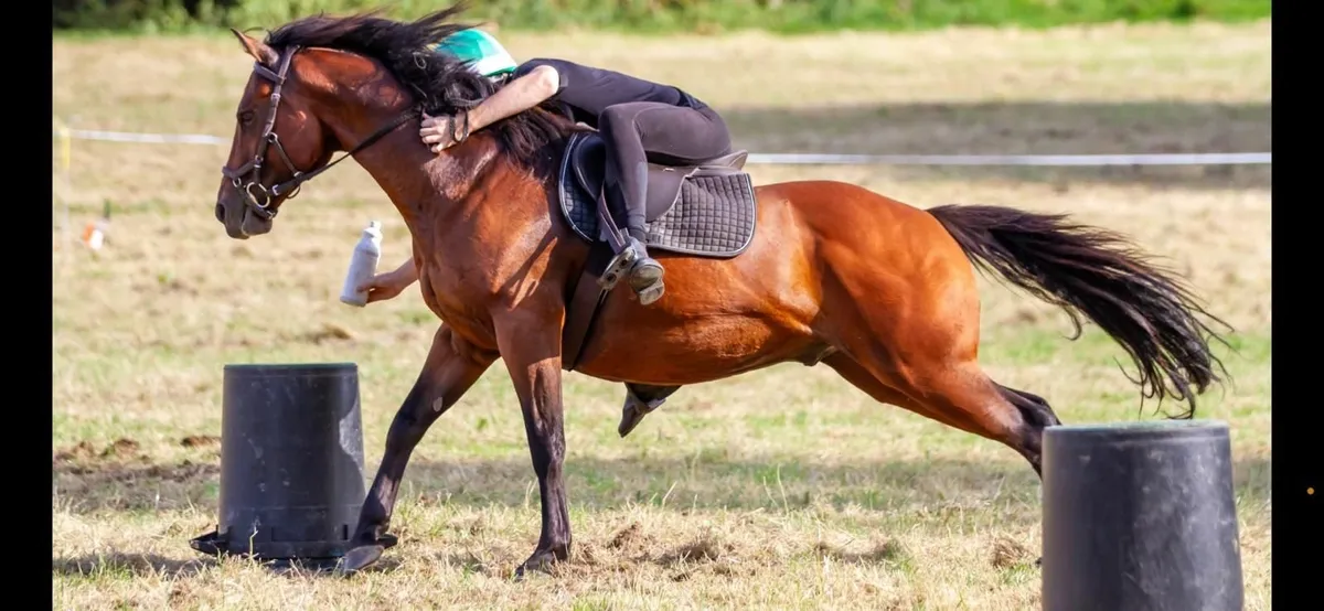 Powerfull 14-3 10y Old Gelding For Sale - Image 1