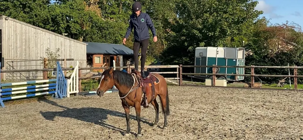 Powerfull 14-3 10y Old Gelding For Sale - Image 2