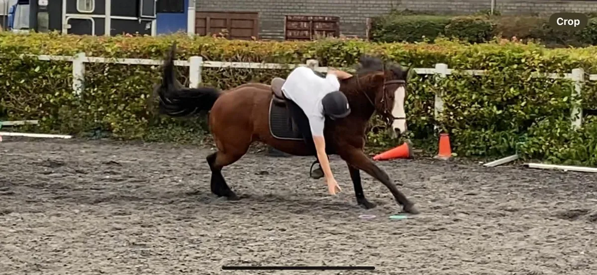 Powerfull 14-3 10y Old Gelding For Sale - Image 3