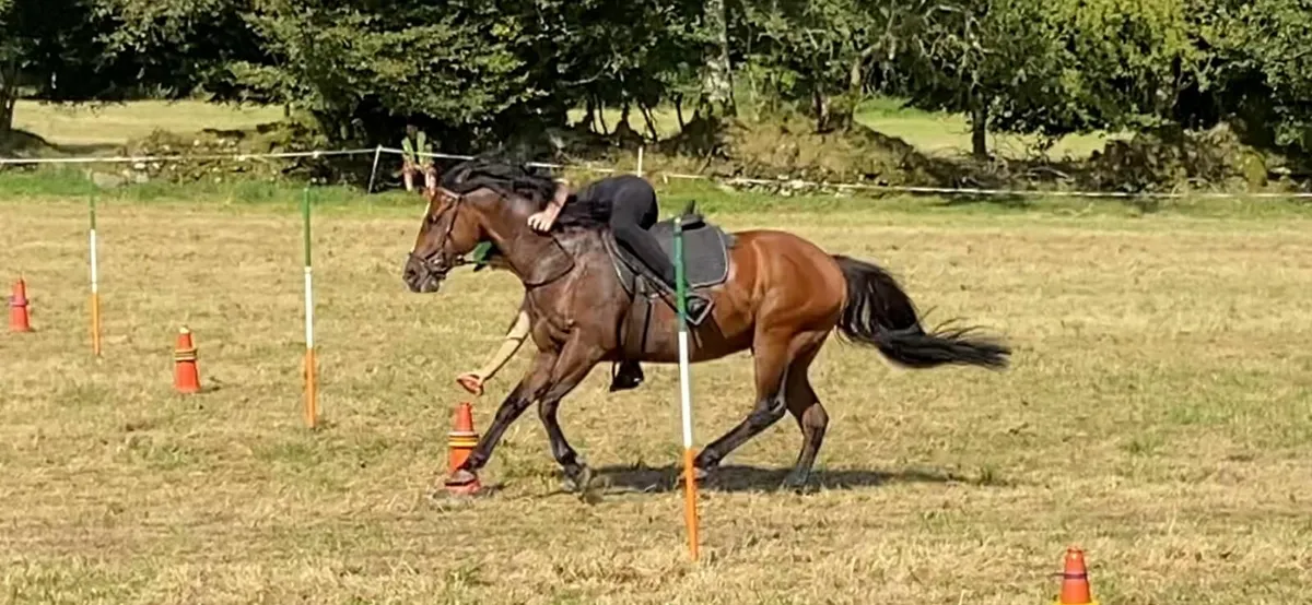 Powerfull 14-3 10y Old Gelding For Sale - Image 4