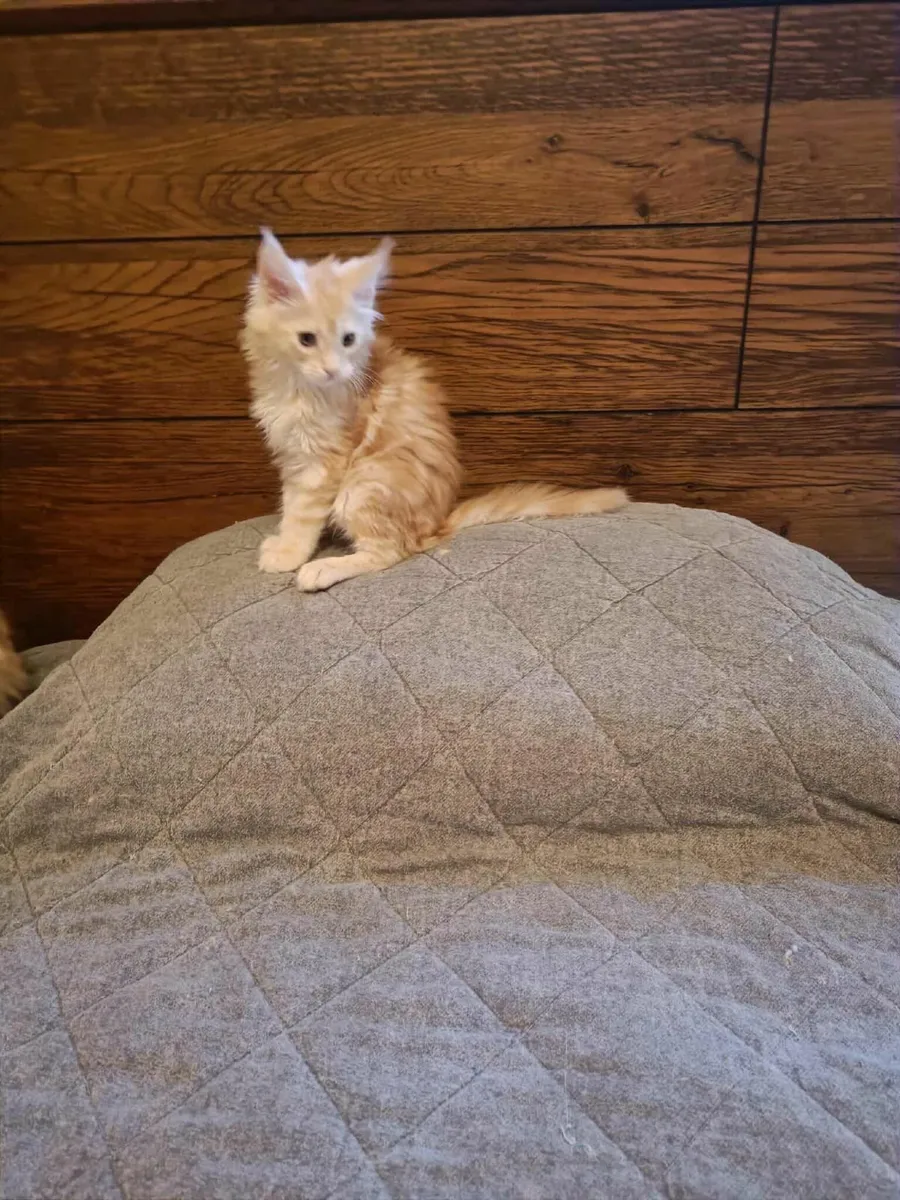 Maine Coon Girl Danaya for sale - Image 2