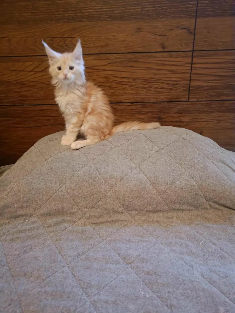 Maine Coon Girl Danaya for sale - Image 3