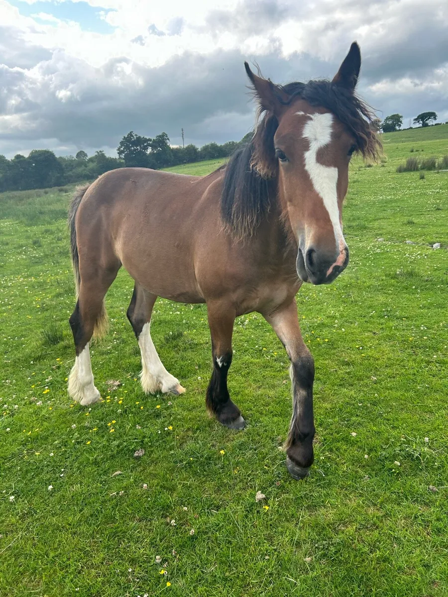 Filly - Image 1