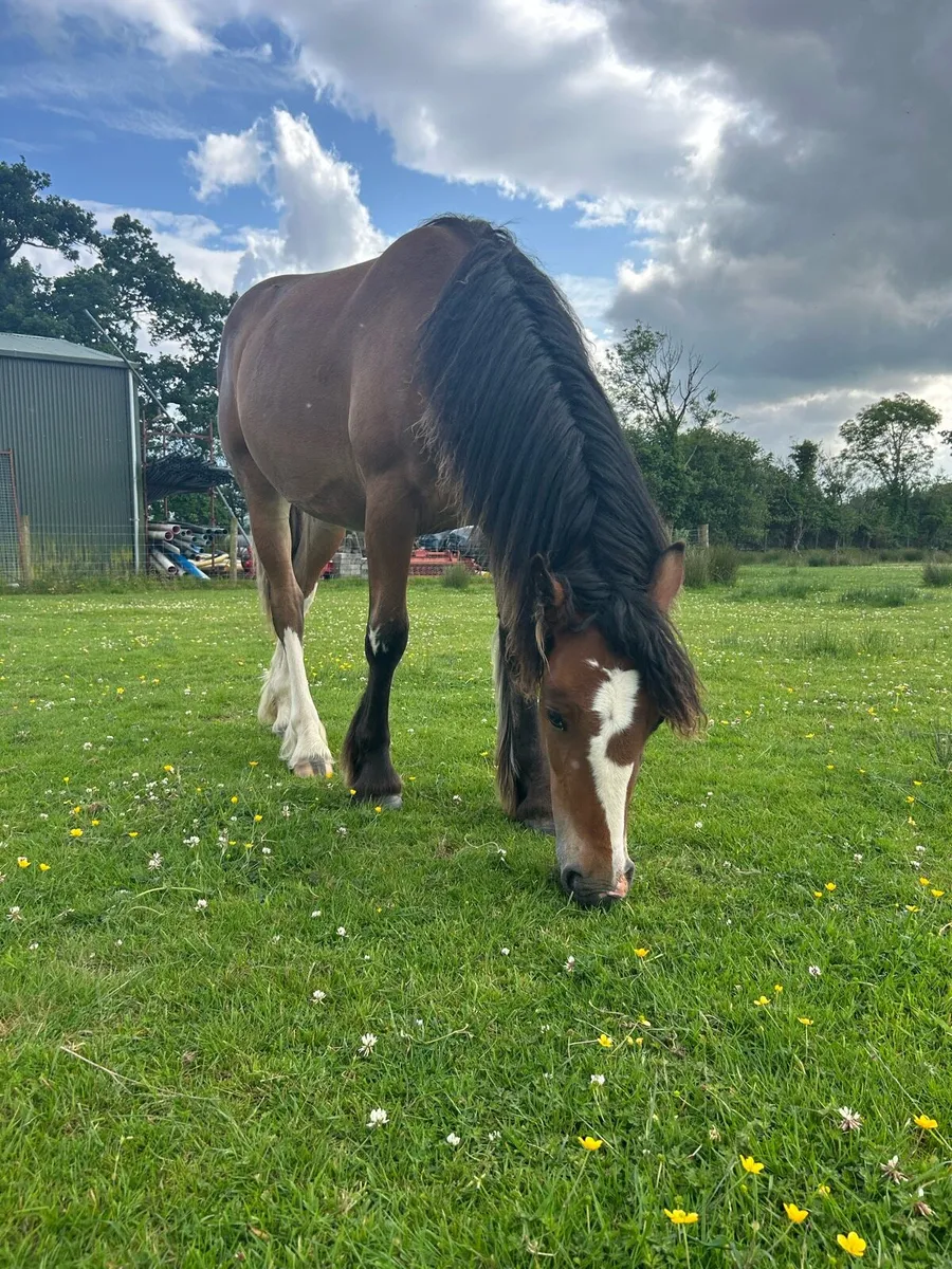 Filly - Image 2