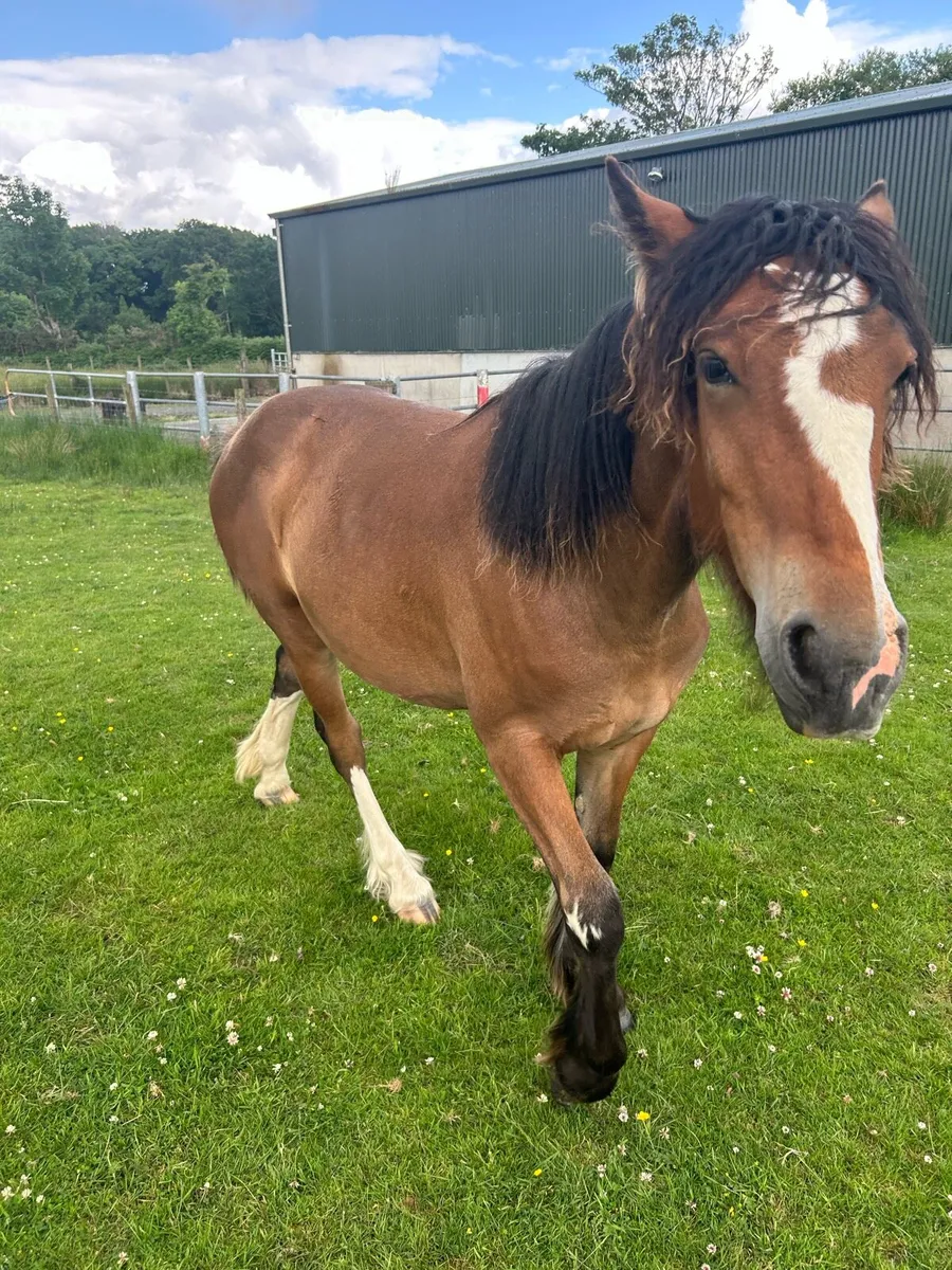 Filly - Image 3