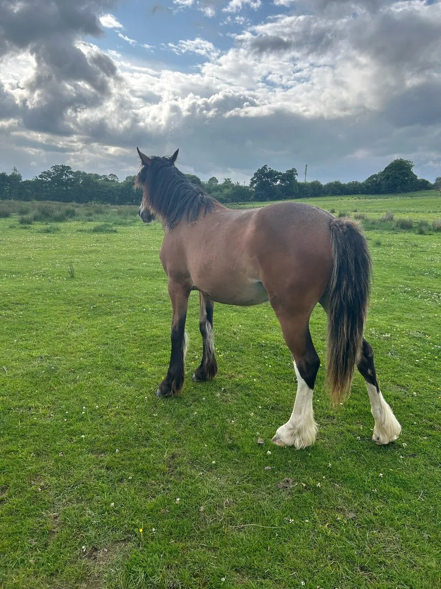 Filly - Image 4