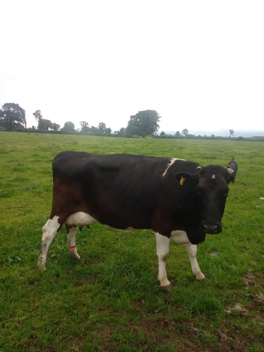 Dairy cow - Image 2