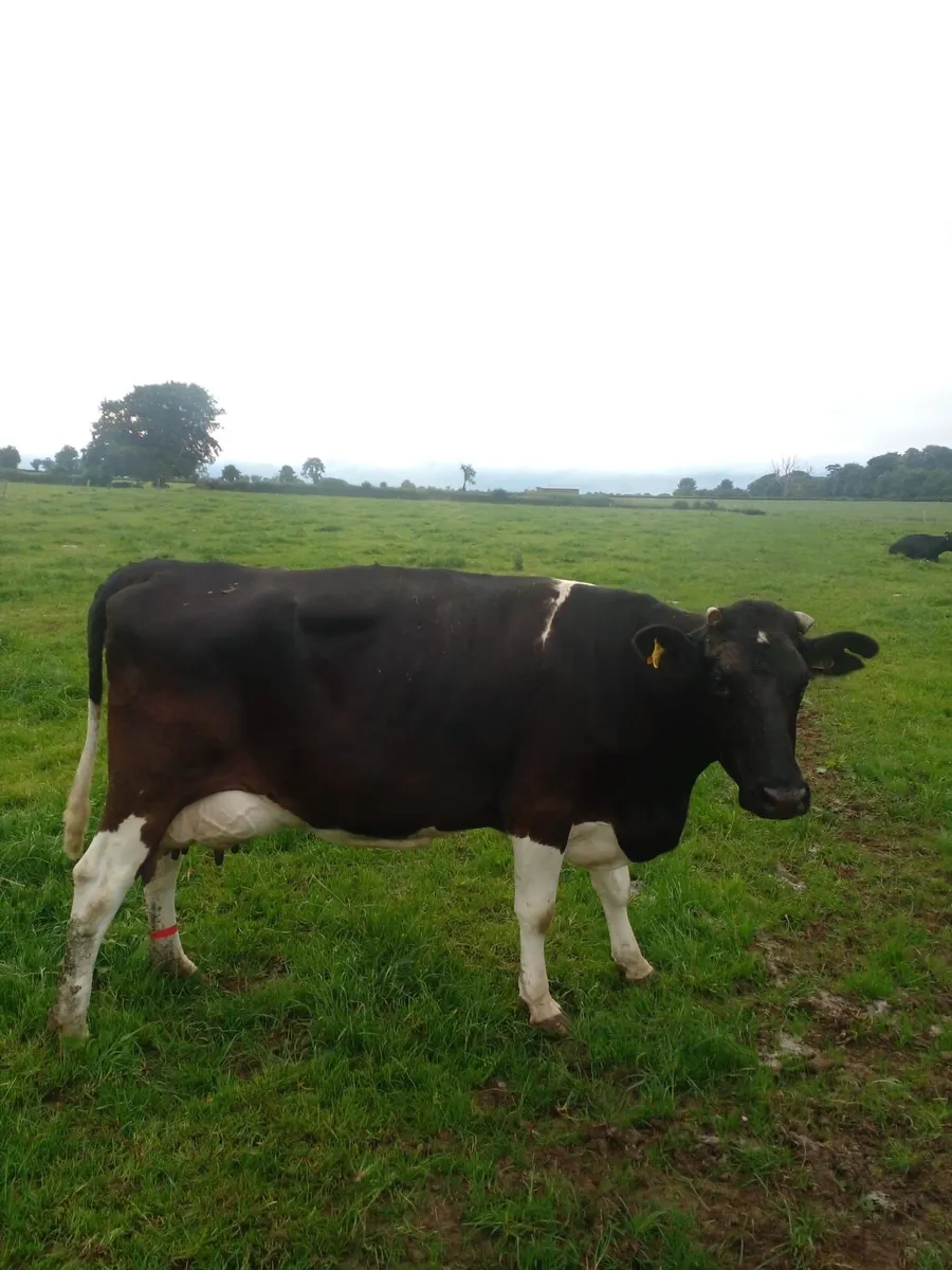 Dairy cow - Image 3