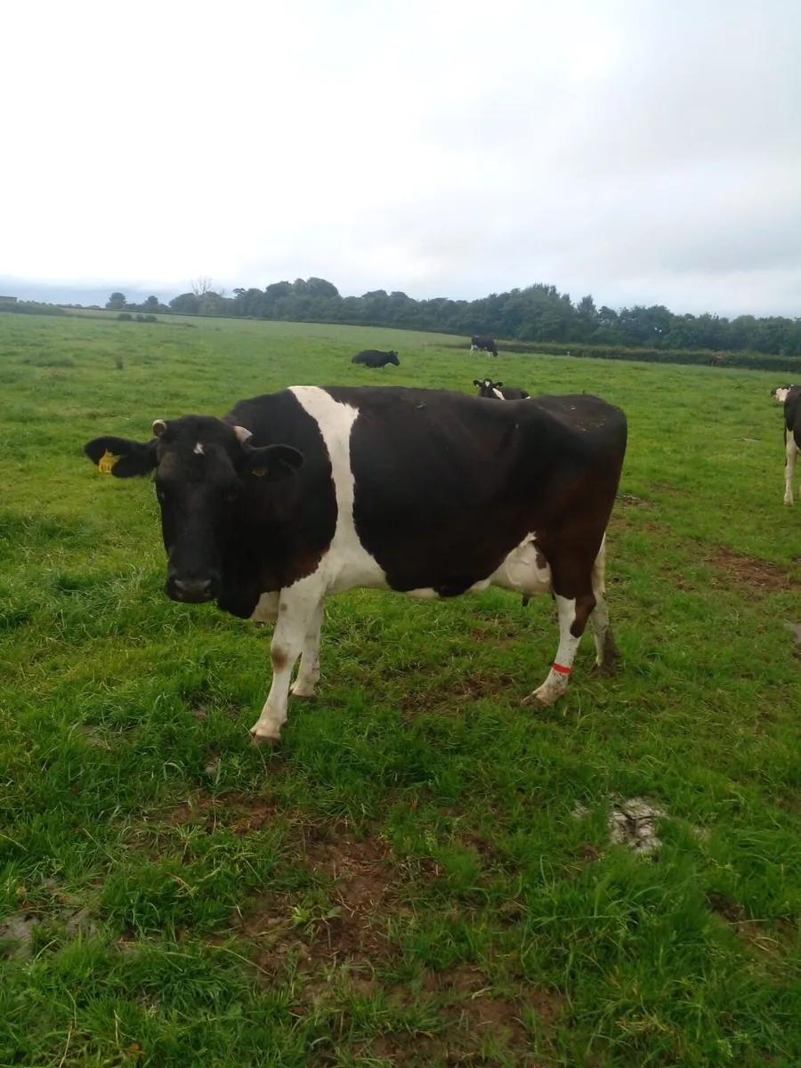 Dairy cow - Image 4