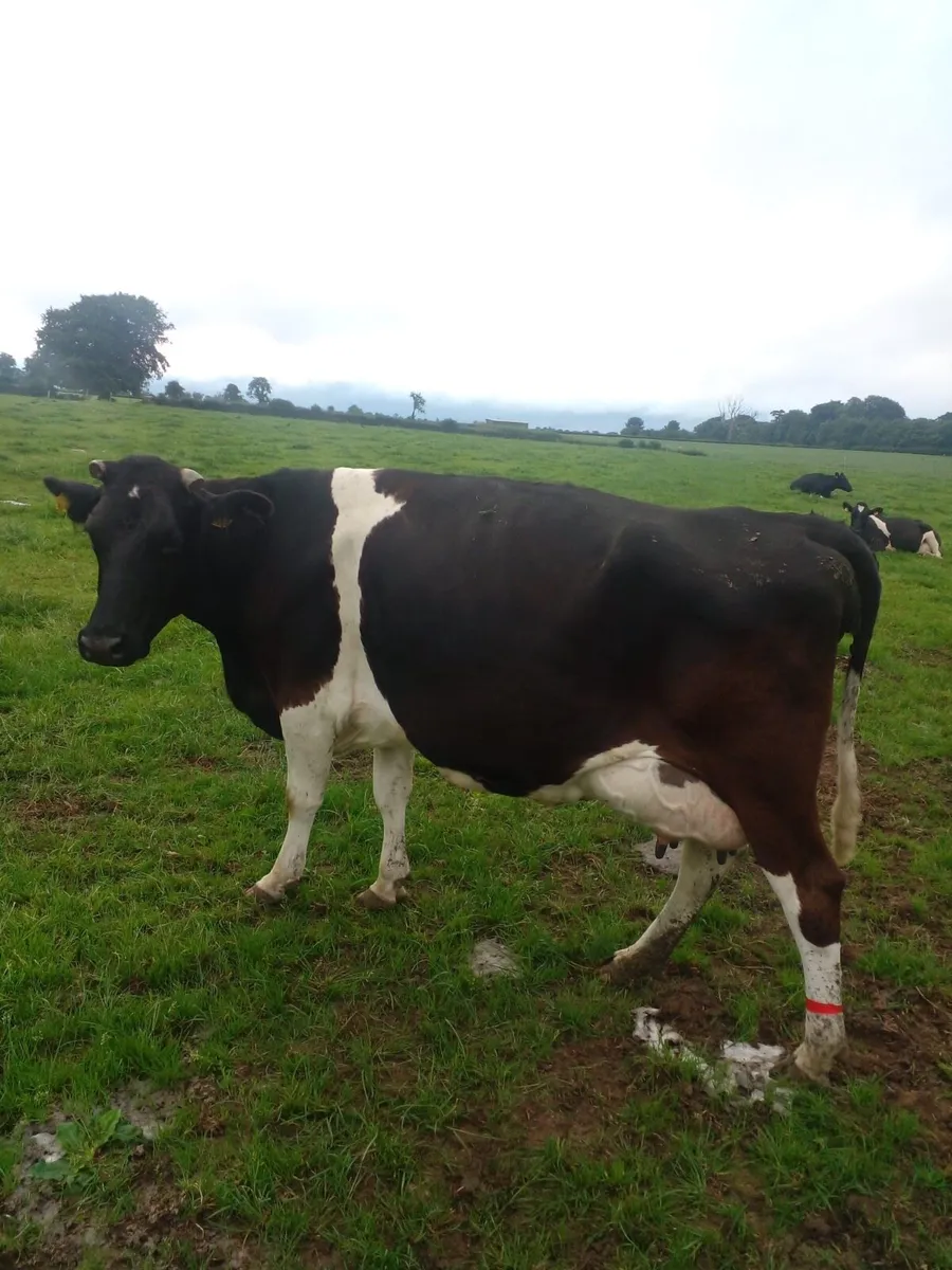 Dairy cow - Image 1