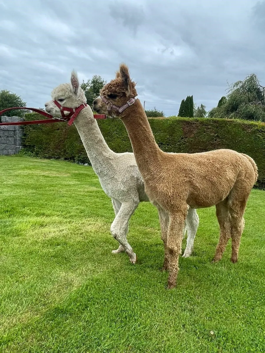 2 Pet Male Alpacas - Image 1