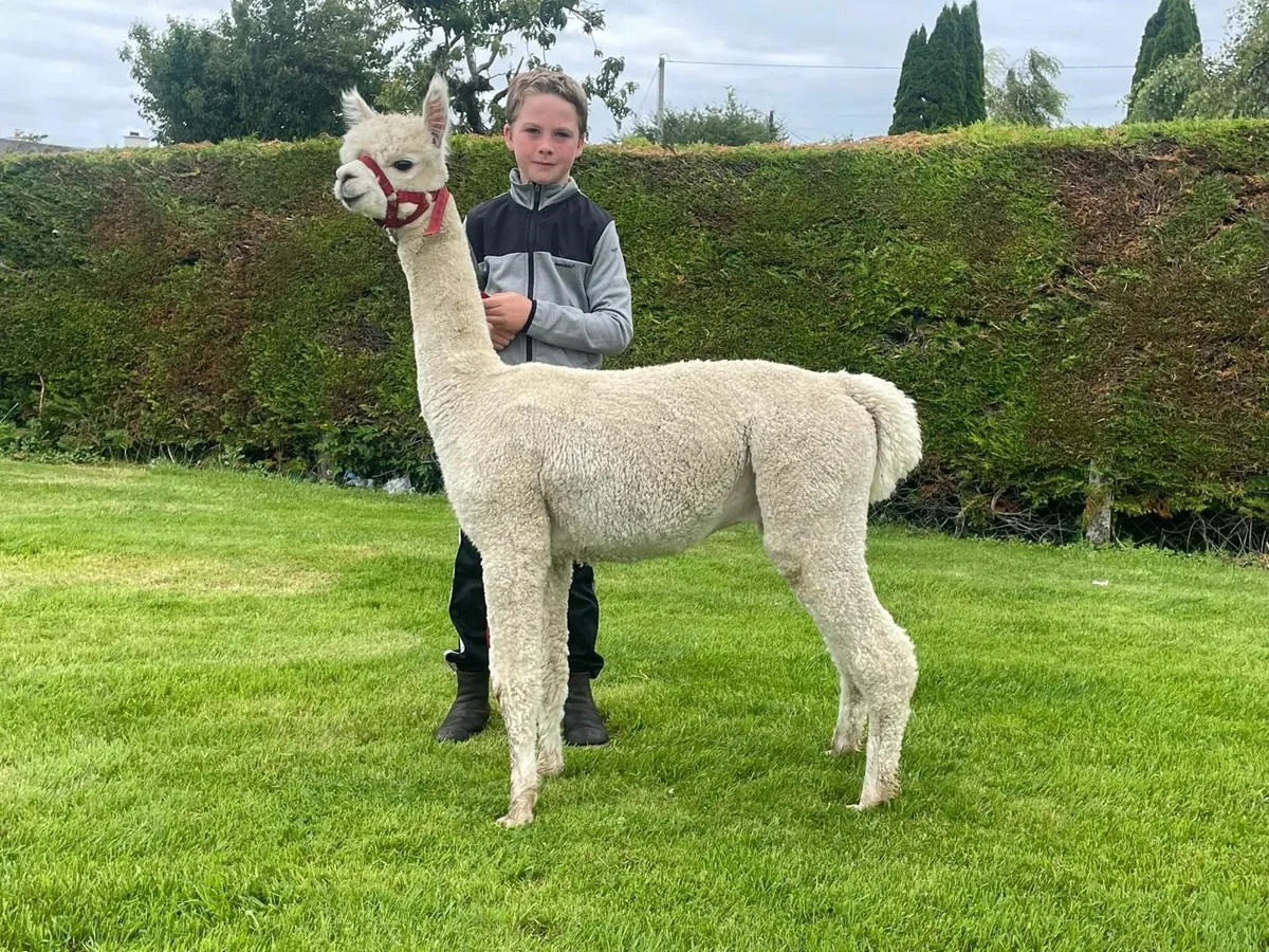 2 Pet Male Alpacas - Image 3