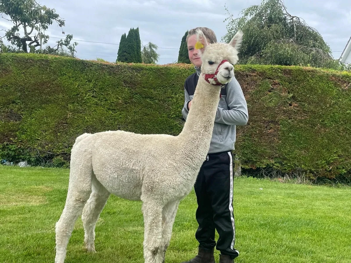 2 Pet Male Alpacas - Image 4