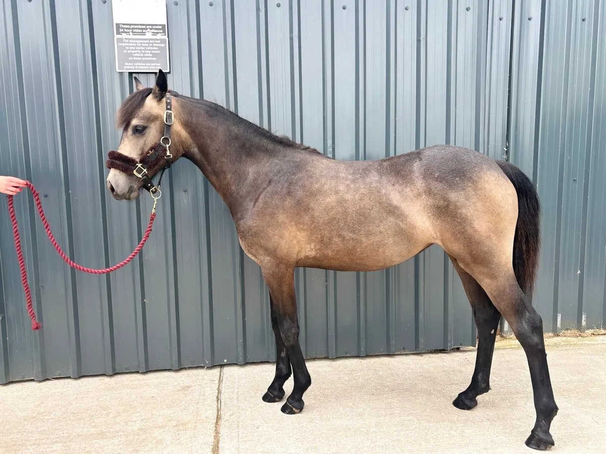 Connemara foal - Image 1