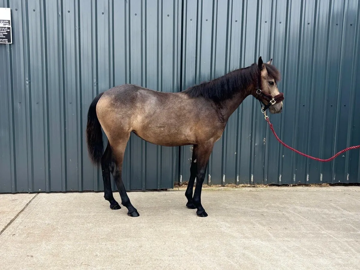 Connemara foal - Image 2