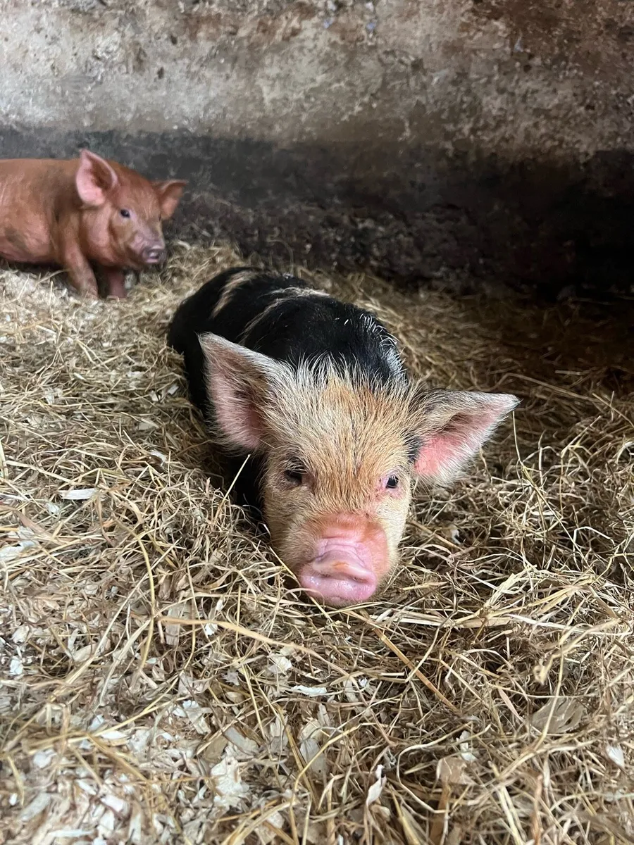 Kune Kune Pigs - Image 1