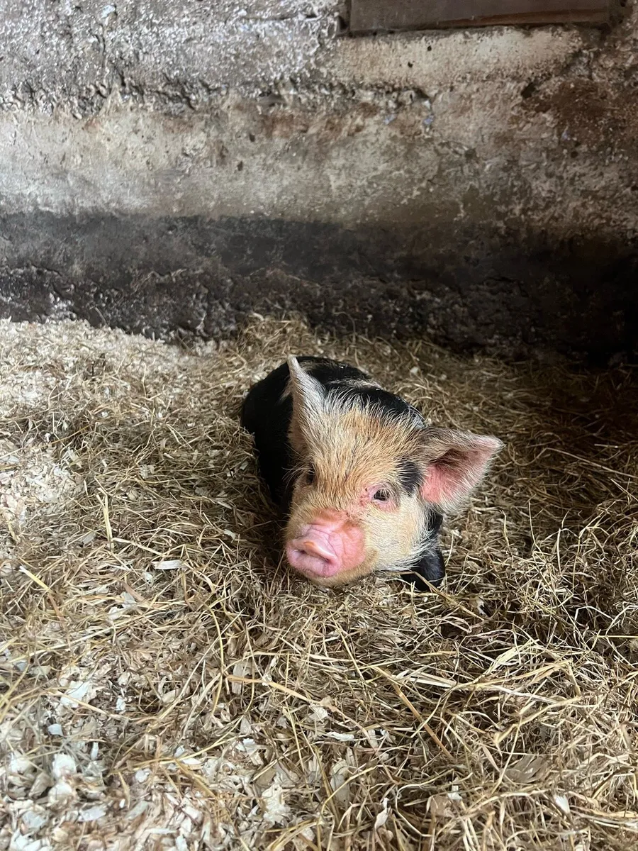 Kune Kune Pigs - Image 2